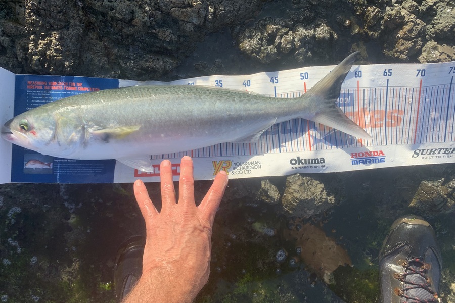 Mark Piskulic caught this 55.0cm Kahawai at Far North during The Export NZ Fishing Competition